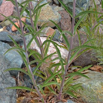 Firecracker Penstemon with attractive herbage with paired narrow green leaves against a reddish stem. Penstemon eatonii Firecracker Penstemon with attractive herbage with paired narrow green leaves against a reddish stem. Penstemon eatonii